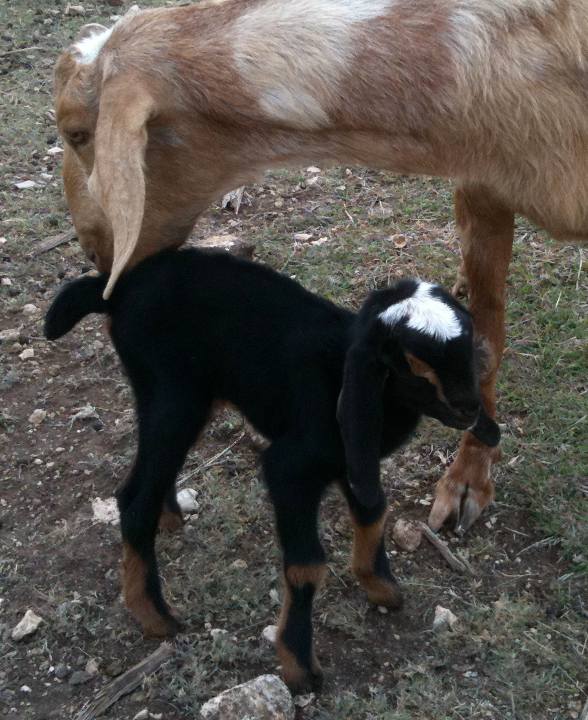 Stoney and Dora, 04/14/11